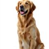 Natural Pet Treats Grass-Fed Water Buffalo Ears - Makalu Dog Chews-5