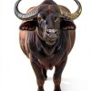 Natural Pet Treats Grass-Fed Water Buffalo Ears - Makalu Dog Chews-3