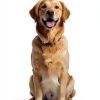 Natural Pet Treats Grass-Fed Water Buffalo Ears - Makalu Dog Chews-4
