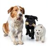 Natural Pet Treats Grass-Fed Water Buffalo Ears - Makalu Dog Chews-2