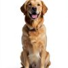 Natural Pet Treats Grass-Fed Water Buffalo Ears - Makalu Dog Chews-6