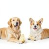 Natural Cow Ears for Dogs Zryoxra Dental Chew High Protein 120g-6