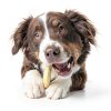 Wild Eats Water Buffalo All Natural Ear Dog Chews, Dog Treats & Snacks - 20 Piece Value Pack (Grain Free Treats - Great Alternative to Pig Ears, Cow Ears, Bones & Rawhides)-3