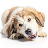 Pig Ears for Dogs – Canine Butcher Shop USA Made (30 Count)-3