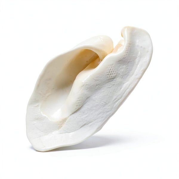 Brazilian Pet Natural Cow Ears for Dogs 50 Pack Over 5in Free-Range-6