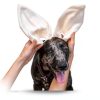 Best Bully Sticks Thick-Cut Cow Ears for Dogs - 12 Count (Pack of 1) - Natural, Free-Range Grass-Fed, Single Ingredient, High Protein, Easily Digestible, Great for Various Breeds-6