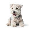 Pig Ears for Dogs – Canine Butcher Shop USA Made (30 Count)-4
