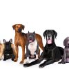 Best Bully Sticks Thick-Cut Cow Ears for Dogs - 12 Count (Pack of 1) - Natural, Free-Range Grass-Fed, Single Ingredient, High Protein, Easily Digestible, Great for Various Breeds-4