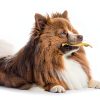 Pet Craft Supply Grass Fed Water Buffalo Ear 16 Count (Pack of 1) Pig Ears for Dogs Alternative Free Range Long Lasting Dog Chew and Treat for Aggressive Chewers and Puppies-7